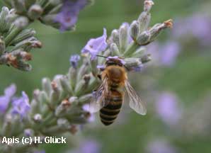 Apis mellifica